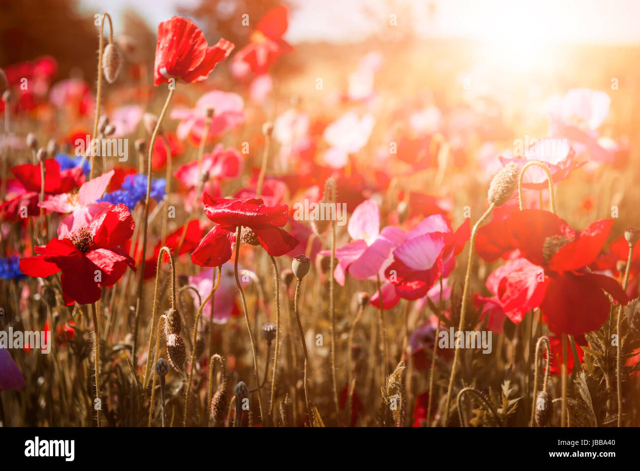 Red and pink poppies with wildflowers in sunny summer meadow Stock Photo