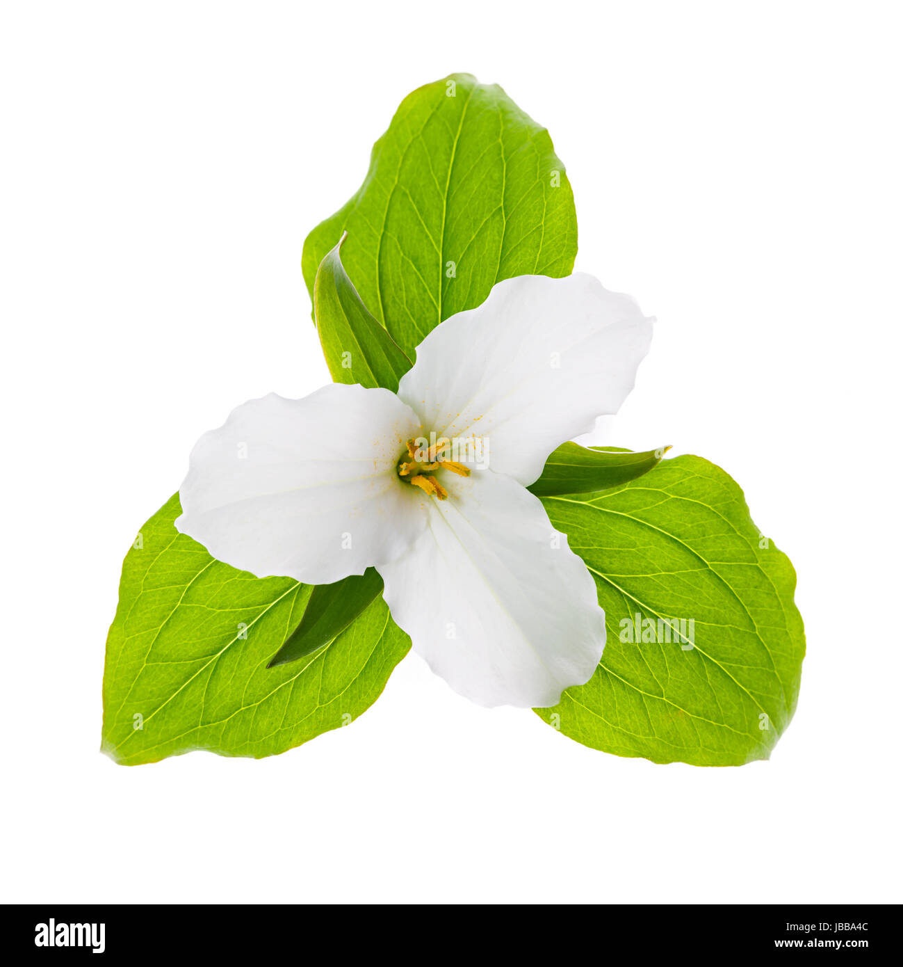Trillium Ontario provincial flower with leaves isolated on white background Stock Photo