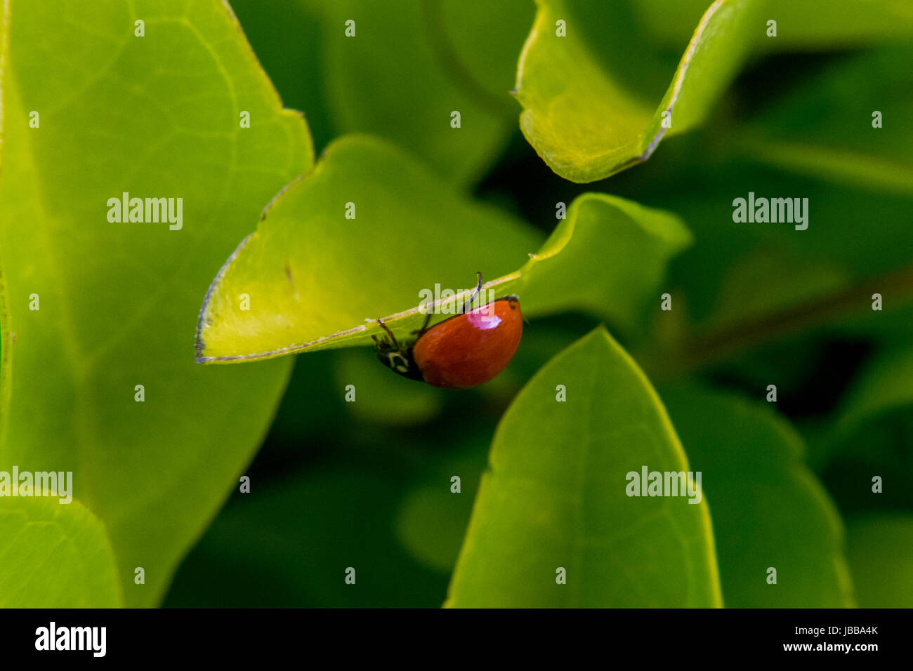 Little brown ladybug walking around some leaves Stock Photo