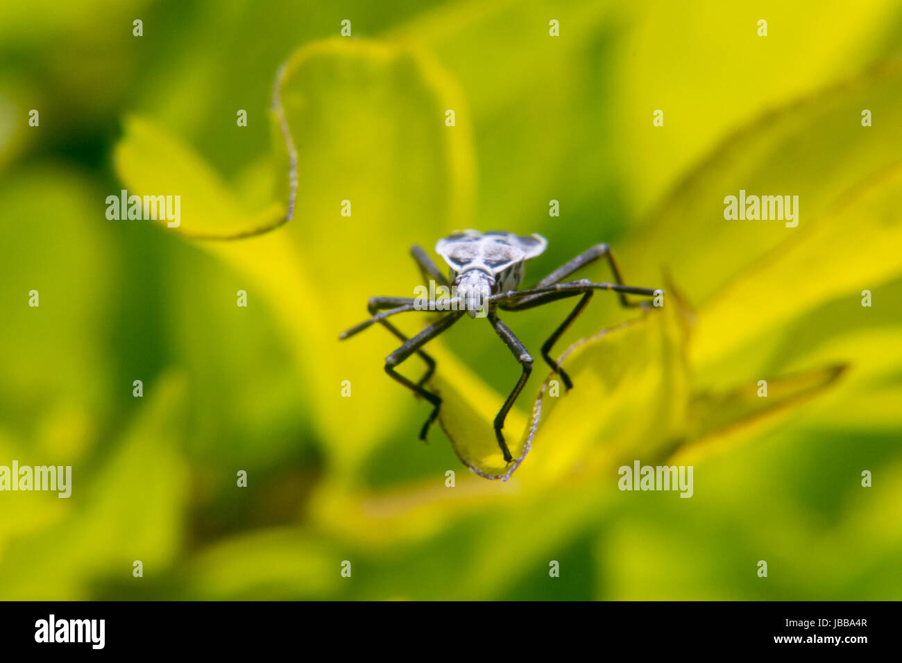 White and black lygaeoidea over a leaf Stock Photo Alamy