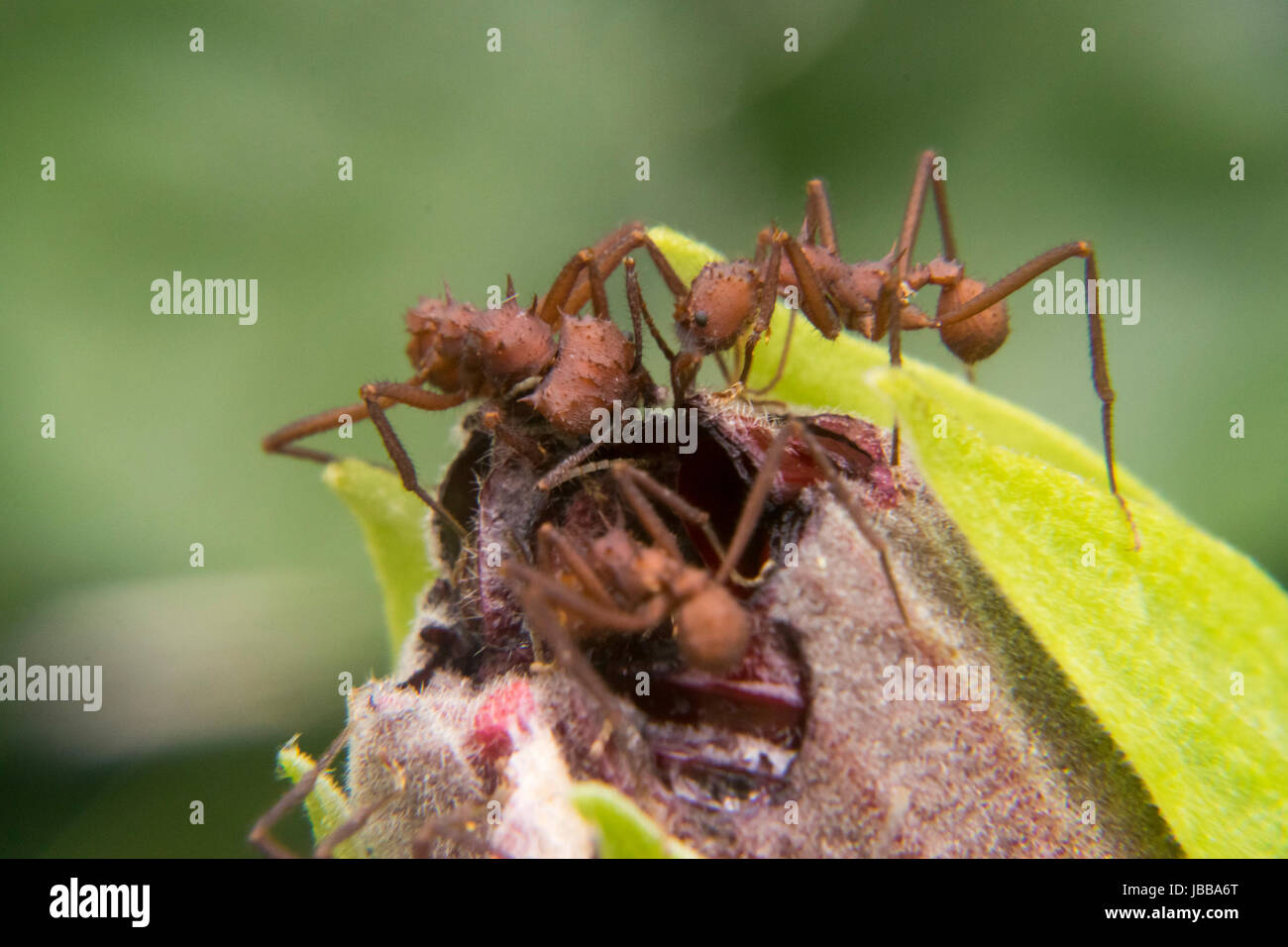 Ants cutting and eating little flower bug Stock Photo Alamy