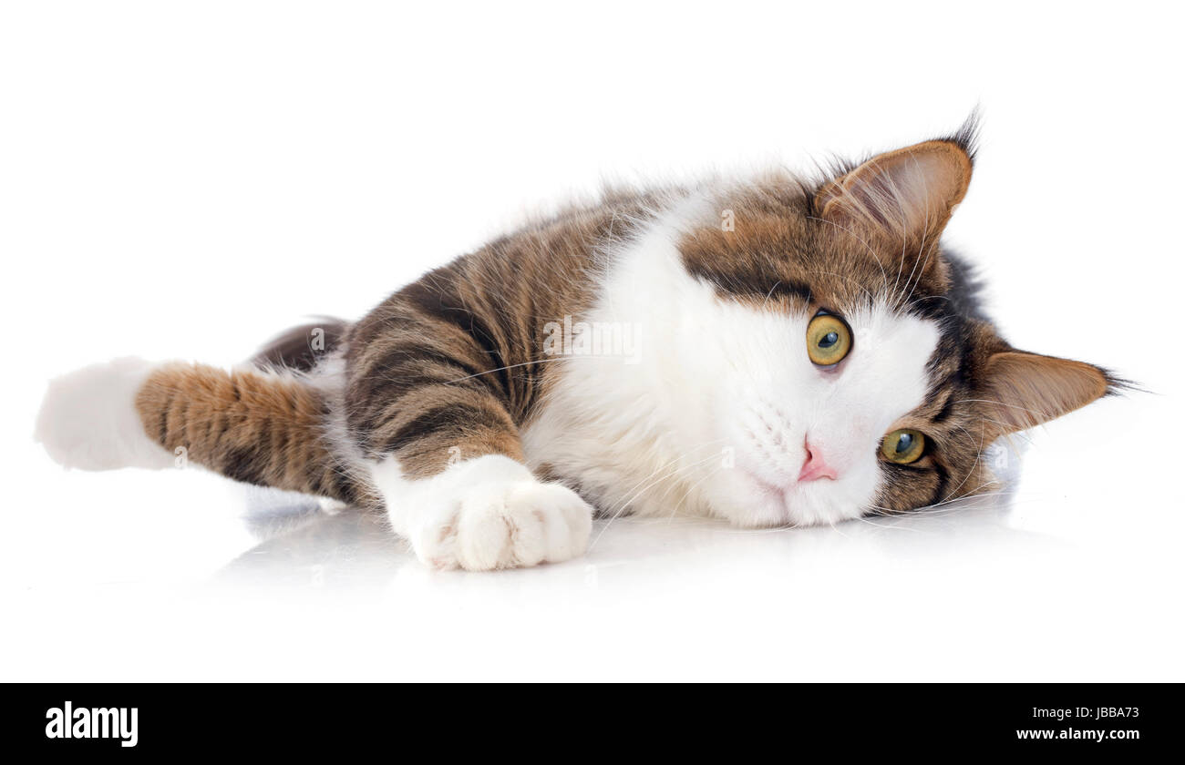 portrait of a purebred maine coon cat on a white background Stock Photo ...