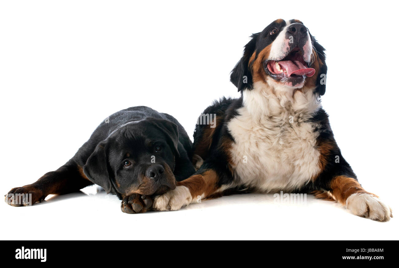 portrait of a purebred bernese mountain dog and rottweiler in front of  white background Stock Photo - Alamy