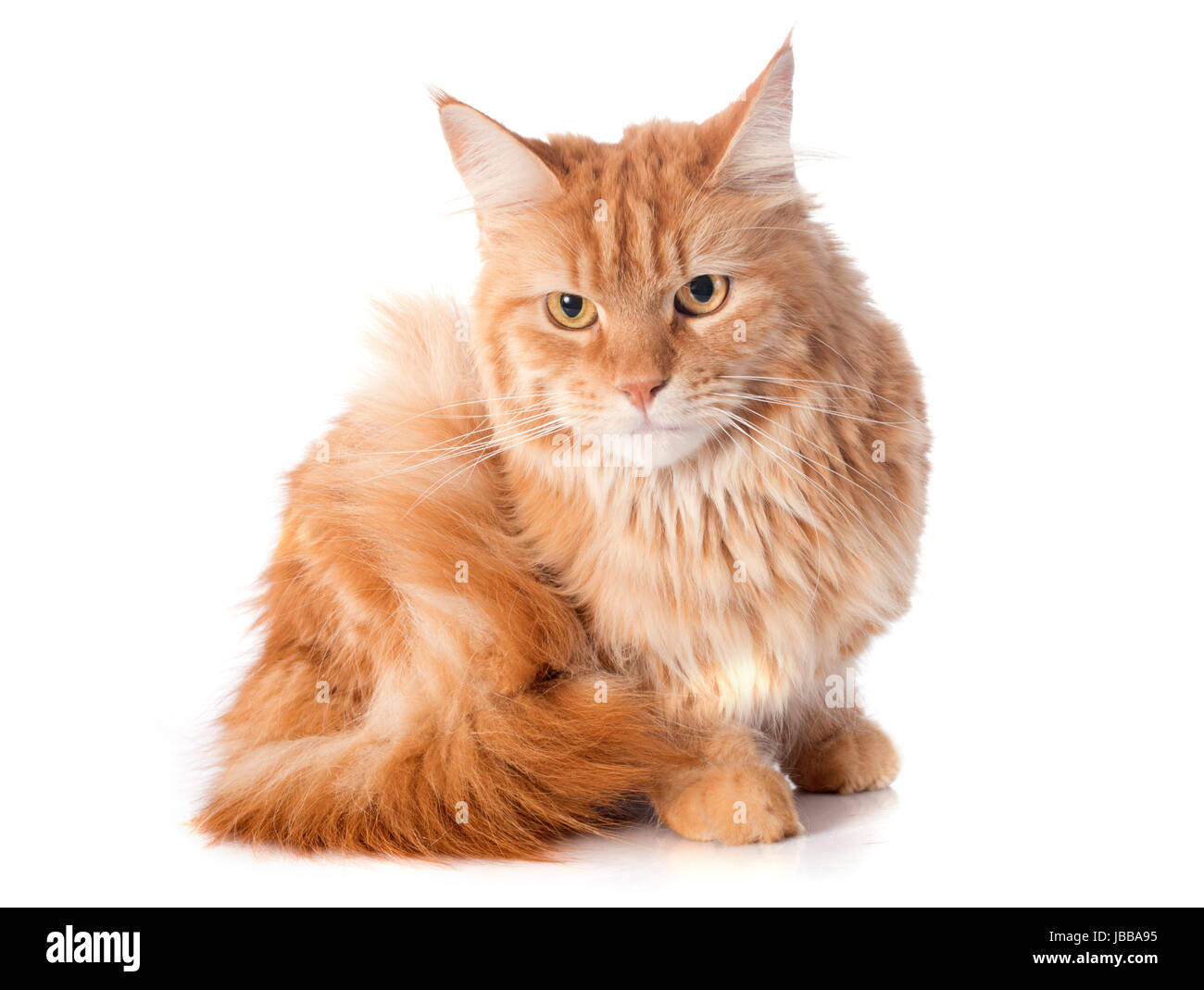 portrait of a purebred maine coon cat on a white background Stock Photo ...