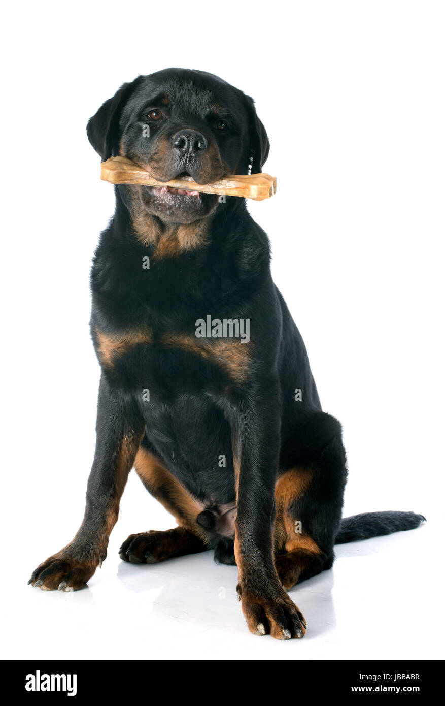 portrait of a purebred puppy rottweiler with a bone in front of white ...