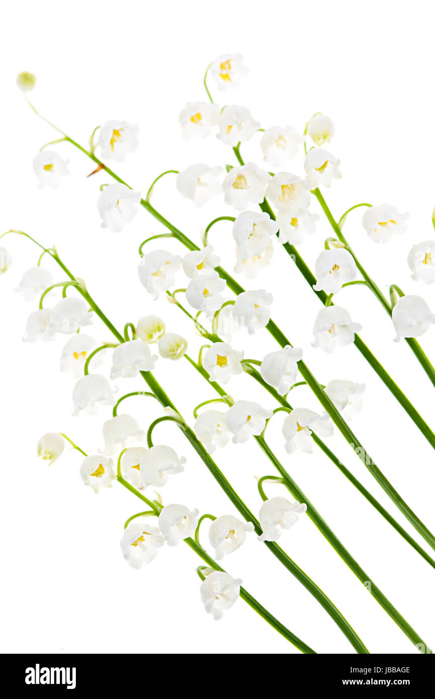 Lily of the valley flowers isolated on white background Stock Photo - Alamy
