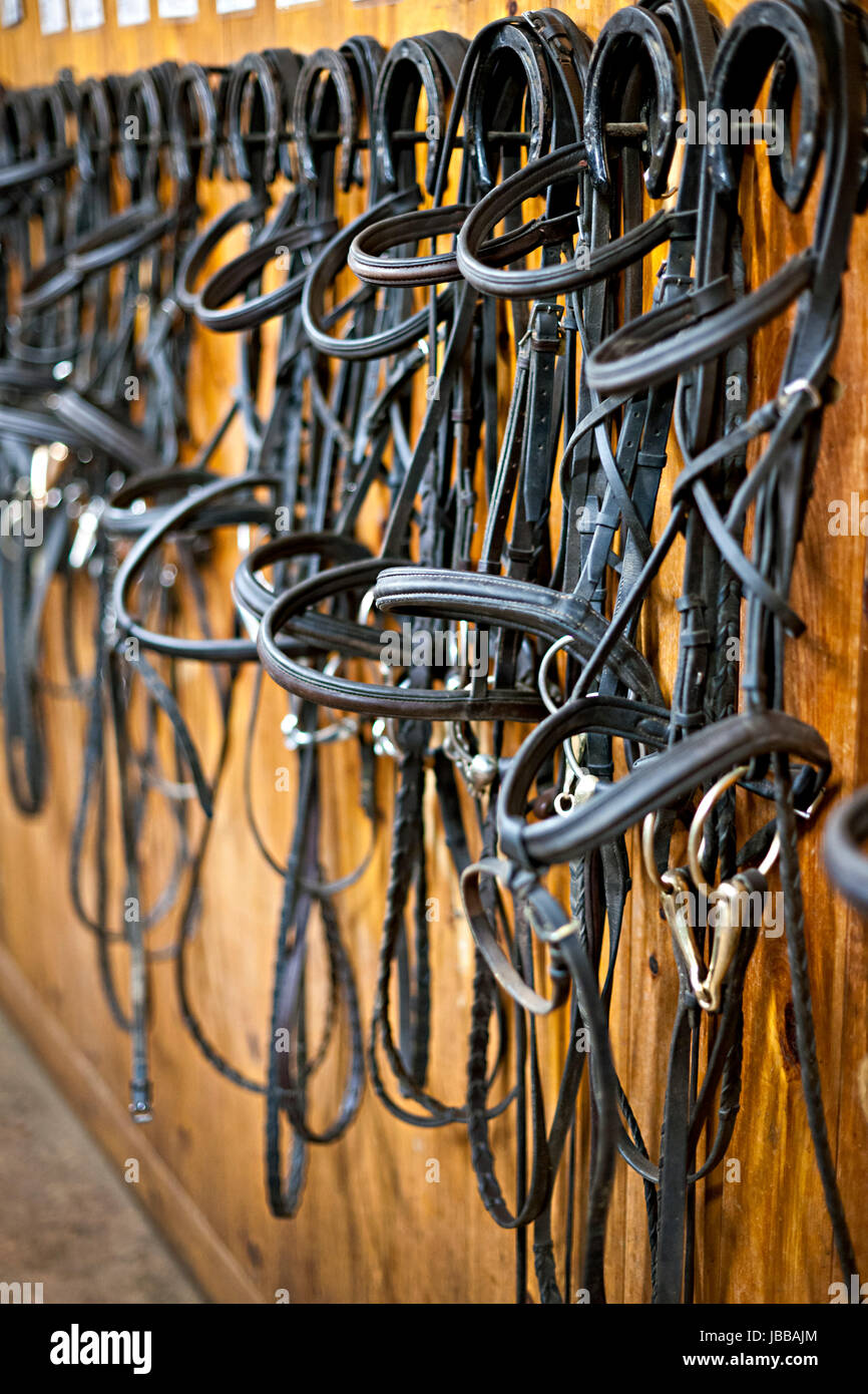Leather horse bridles and bits hanging on wall of stable Stock Photo
