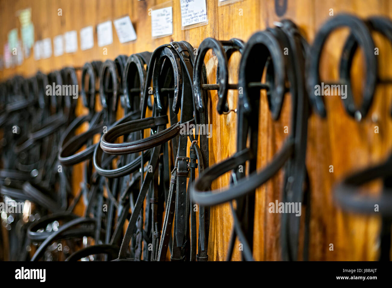 Leather horse bridles and bits hanging on wall of stable Stock Photo