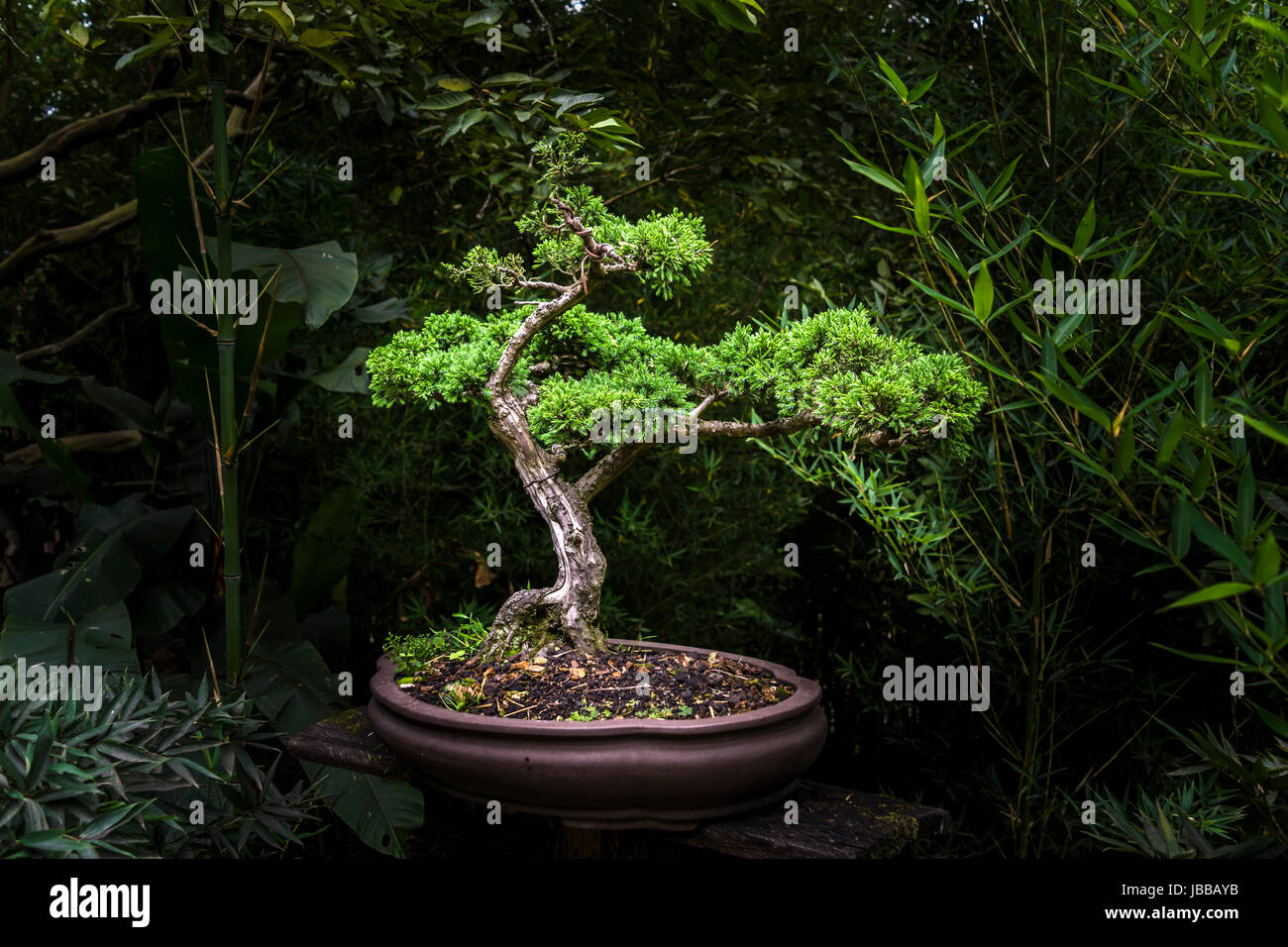 Small bonsai tree in exhibit Stock Photo Alamy