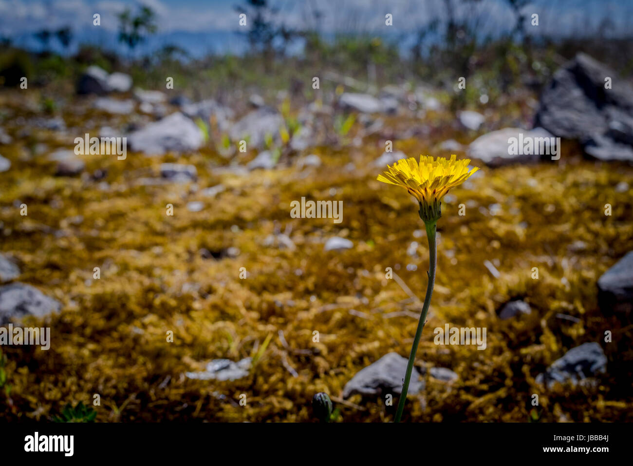 Little yellow flower in the middle of the forest Stock Photo - Alamy