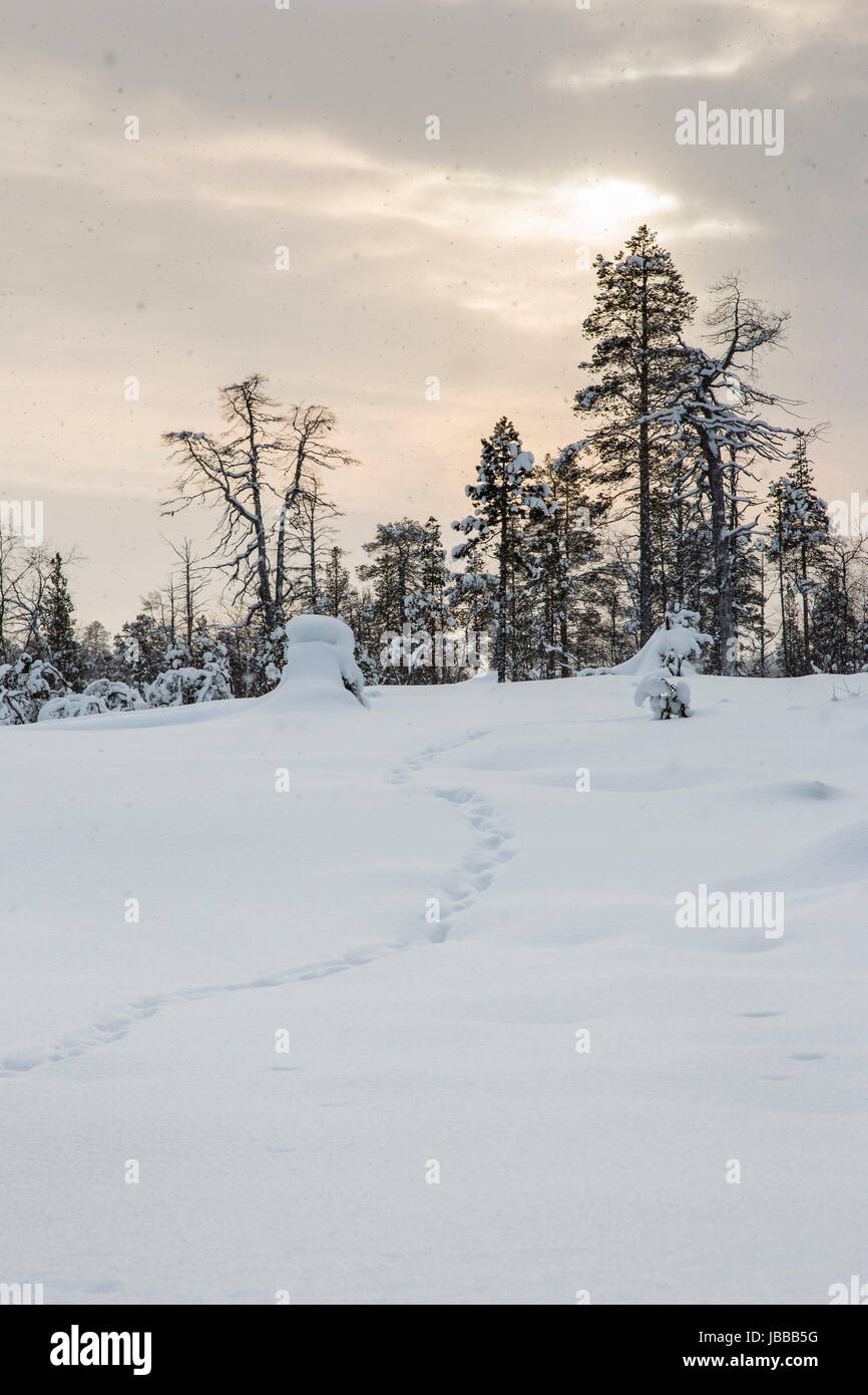 Verscheite Schneelandschaft in Finnland bei Inari Stock Photo