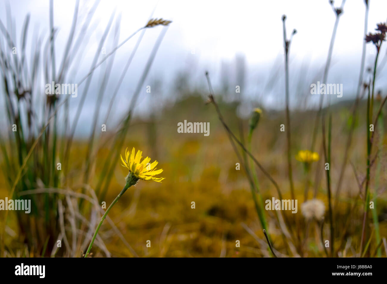 Little yellow flower in the middle of the forest Stock Photo - Alamy