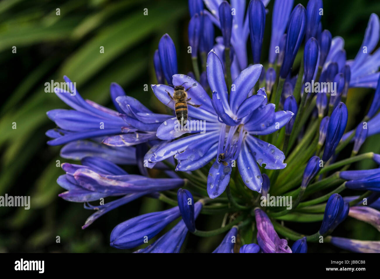 Bee on violet blue flowers in a garden Stock Photo