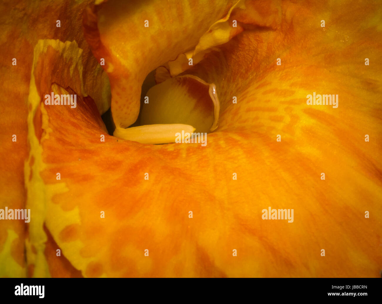 Orange and yellow flower inside Stock Photo Alamy