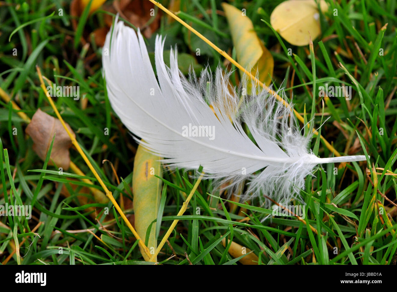 Goose quill hires stock photography and images Alamy