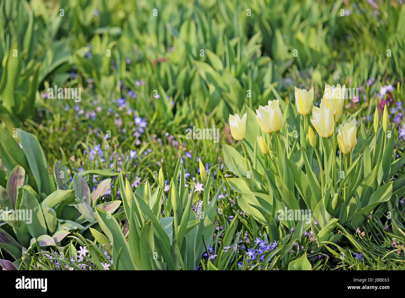 yellow tulips in spring border Stock Photo - Alamy