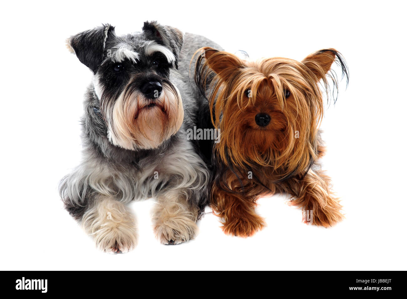 Schnauzer and Yorkshire Terrier lying on floor against white background  Stock Photo - Alamy, image size:1300x955