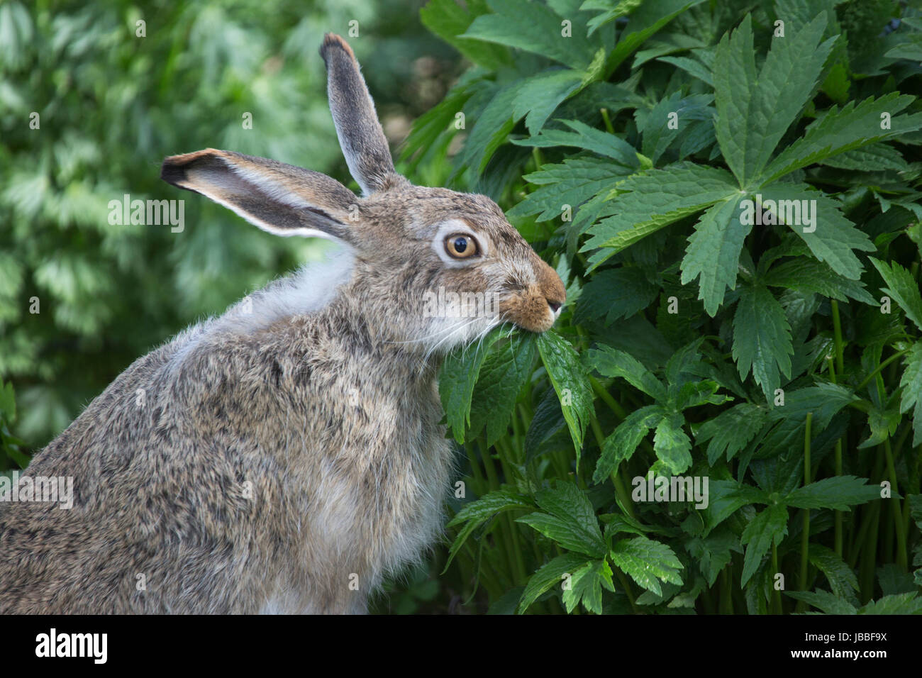 Rabbits Eating Garden High Resolution Stock Photography and Images Alamy