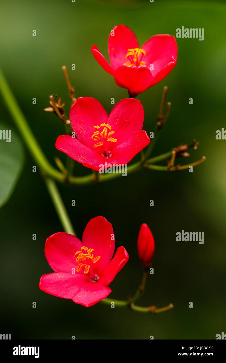 Peregrina flower (Jatropha integerrima) against green background Stock Photo