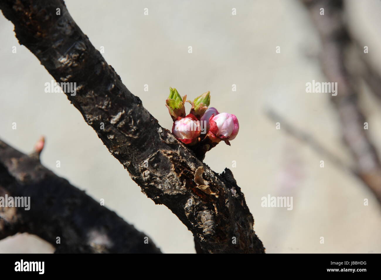 apricot blossom spain Stock Photo Alamy