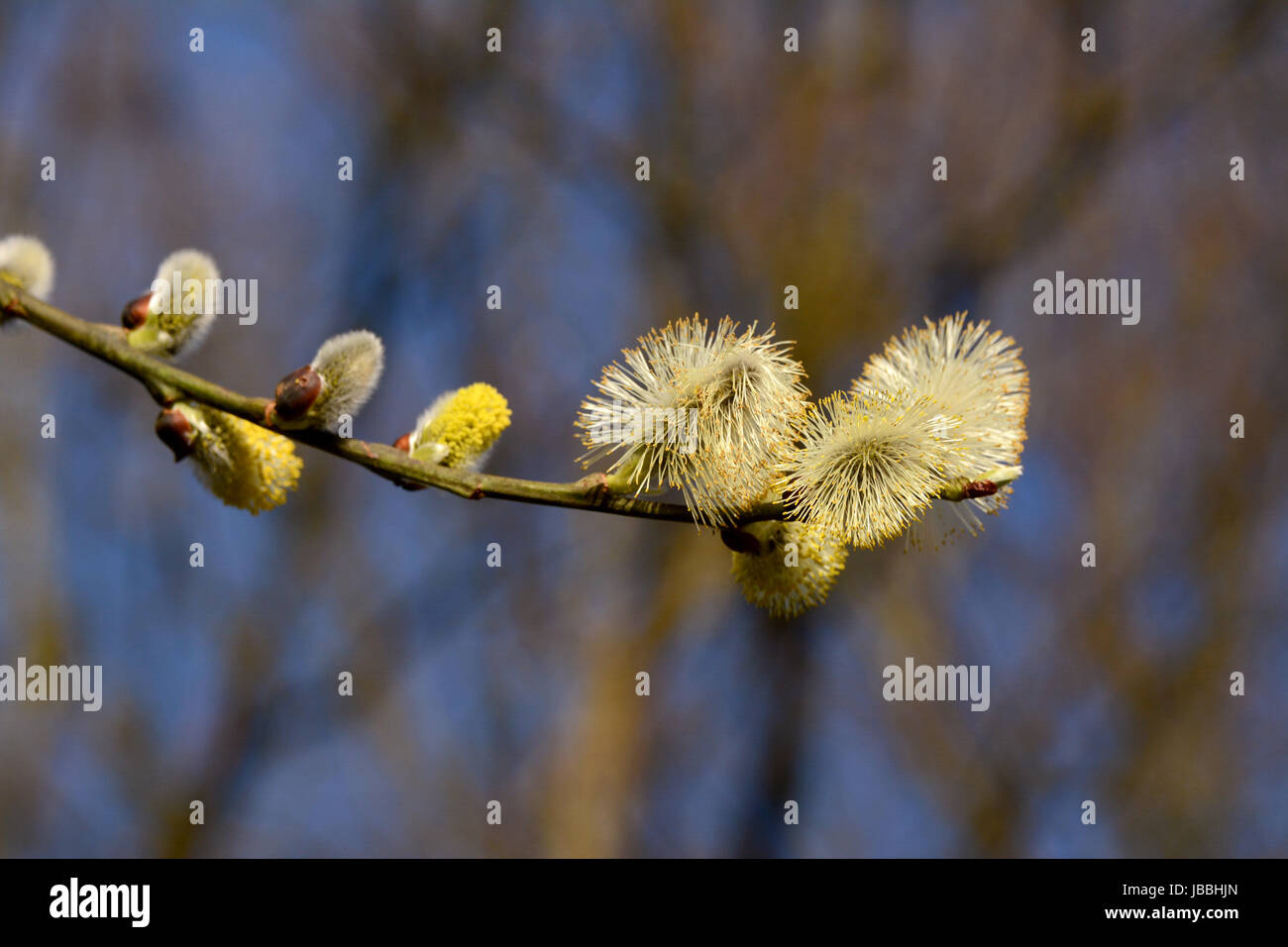 Closeup of a willow branch of opening catkins Stock Photo