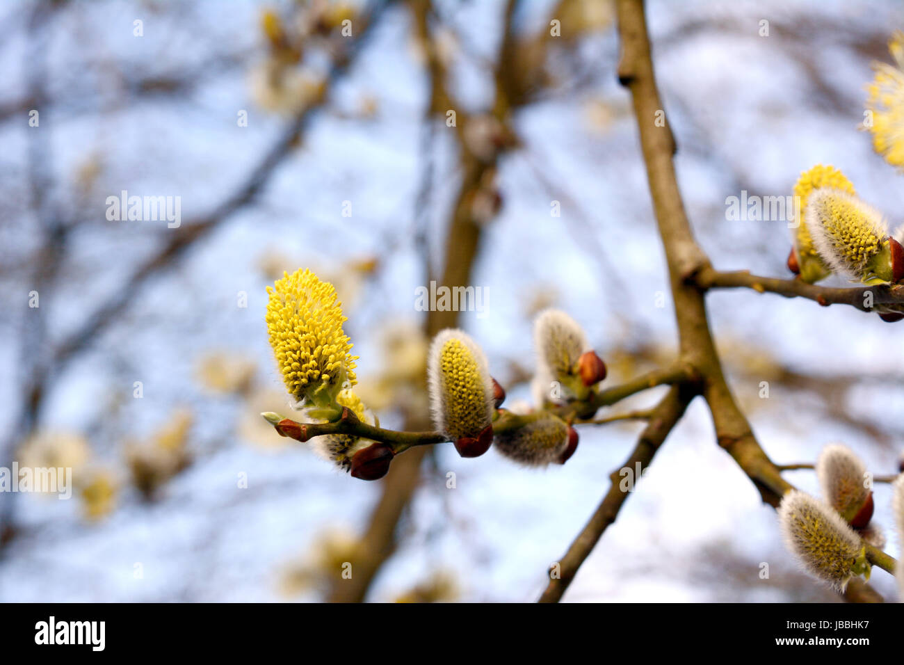 New yellow flowers of a catkin on a willow tree Stock Photo