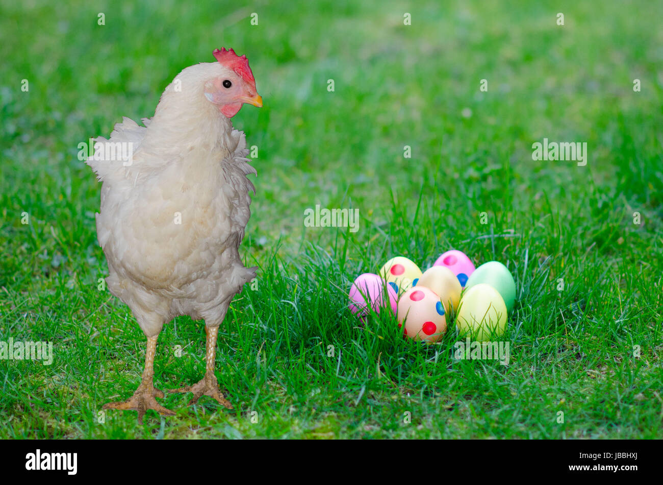 hen with easter eggs Stock Photo