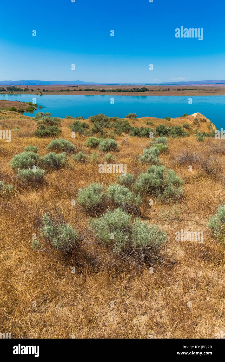 Rabbitbrush and grasses along the Columbia River in Hanford Reach National Monument, Columbia River Basin, Washington State, USA Stock Photo