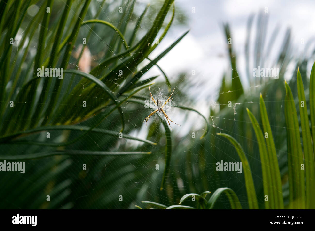 Spider waiting for prey in its own net Stock Photo - Alamy