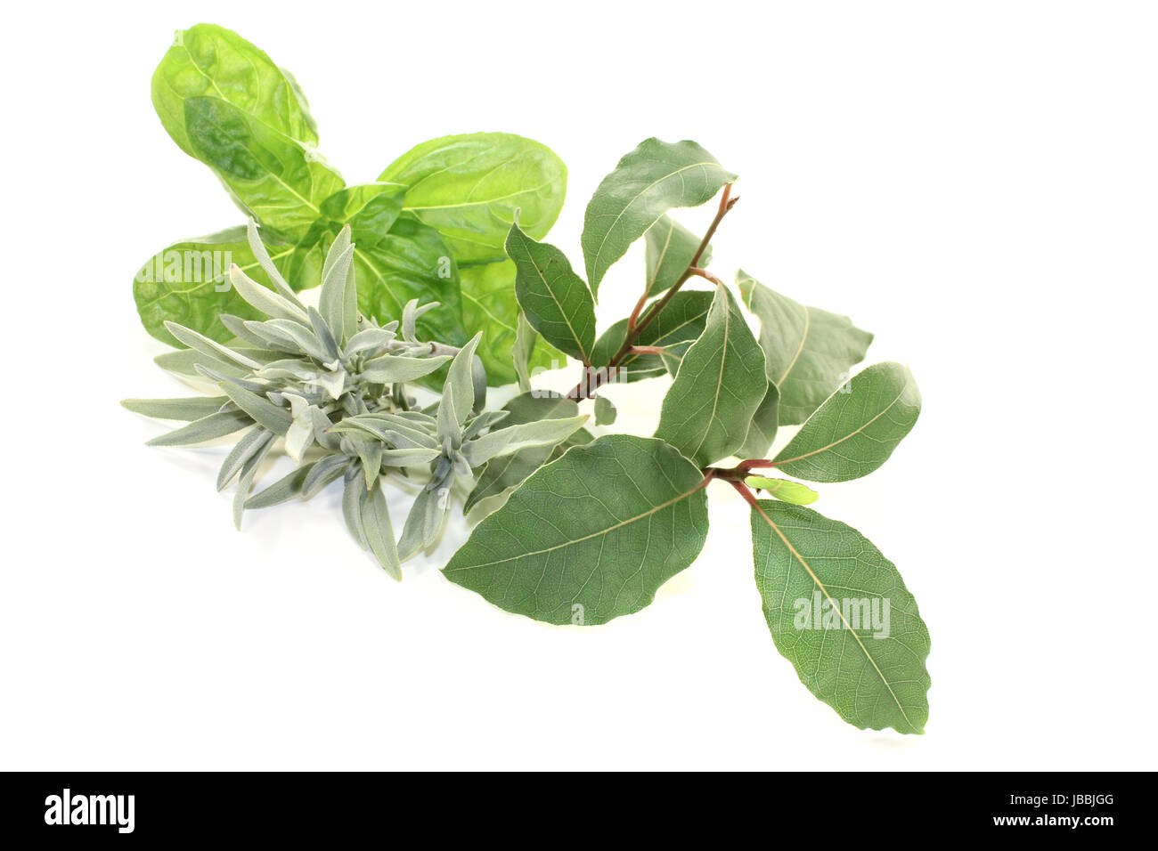 Lorbeer, Salbei und Basilikum vor hellem Hintergrund Stock Photo Alamy