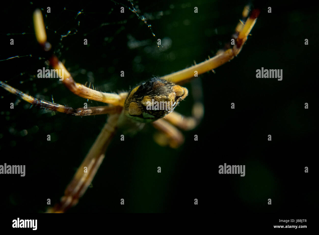 Spider waiting for prey in its own net Stock Photo - Alamy