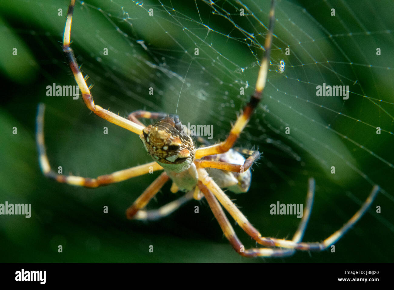 Spider waiting for prey in its own net Stock Photo - Alamy
