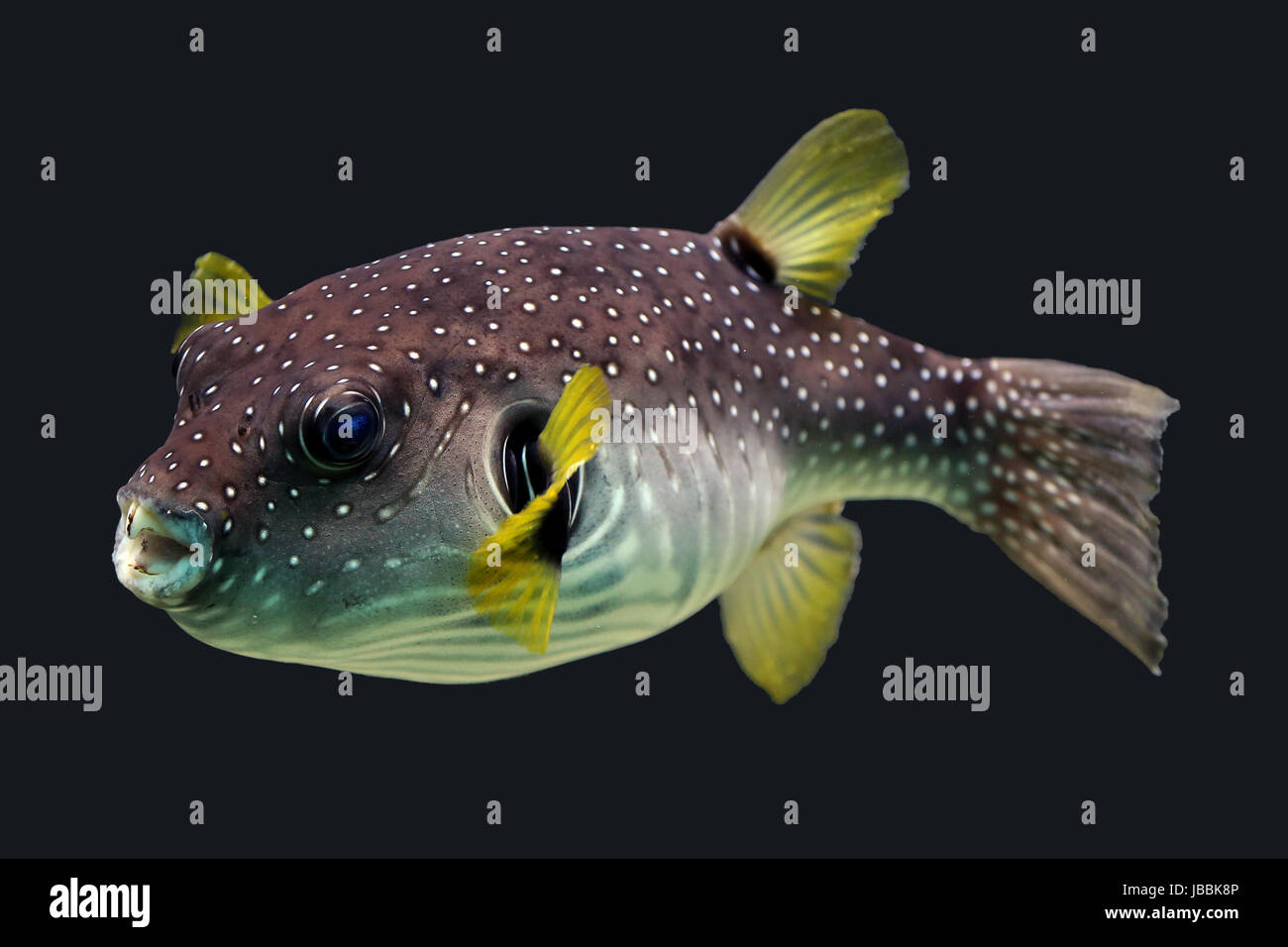 white-spotted puffer arothron hispidus Stock Photo