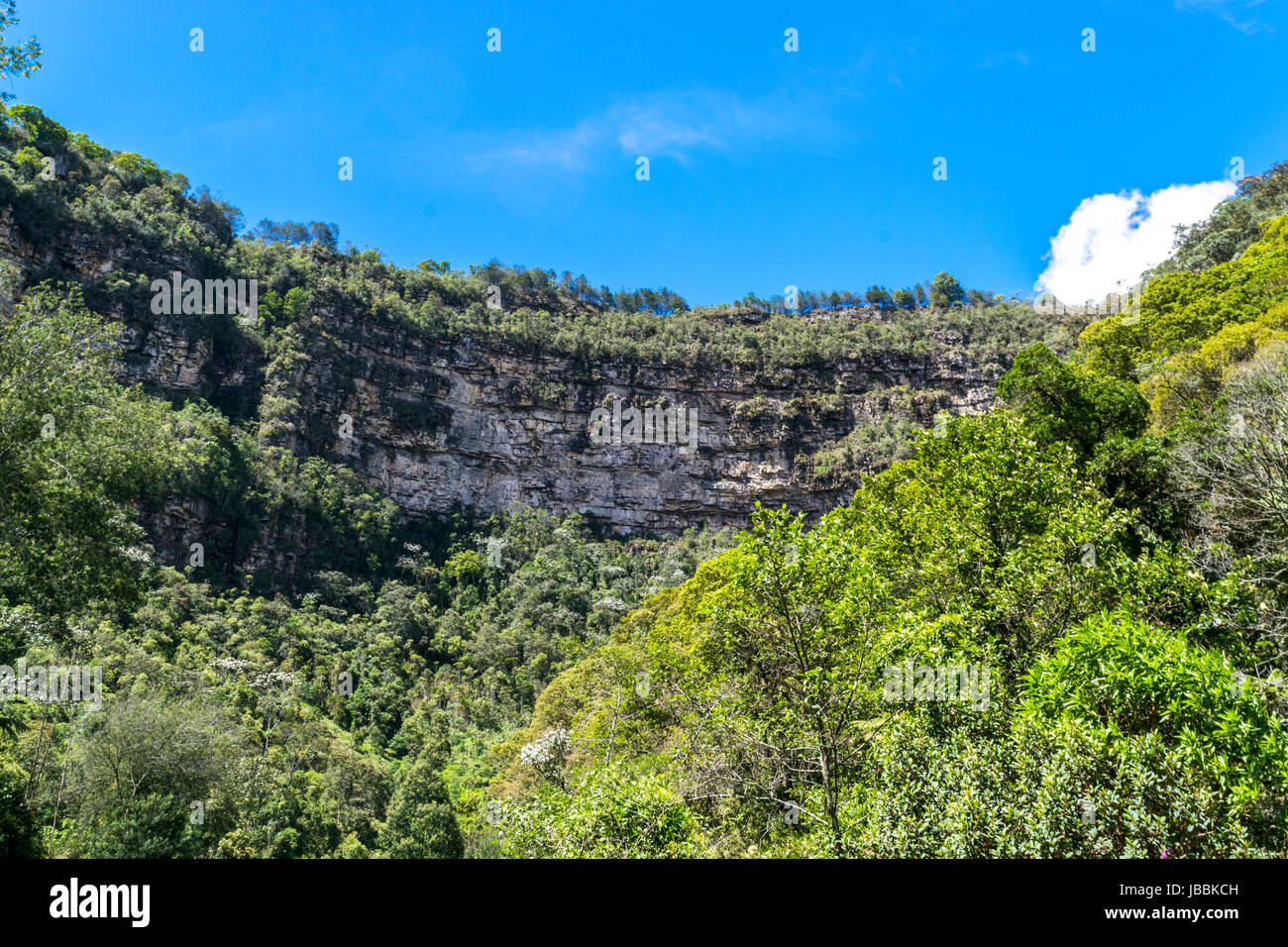 Forest with a cliff in the background Stock Photo - Alamy