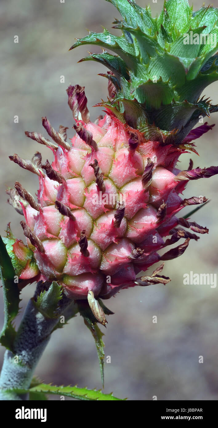 ornamental pineapple Stock Photo Alamy