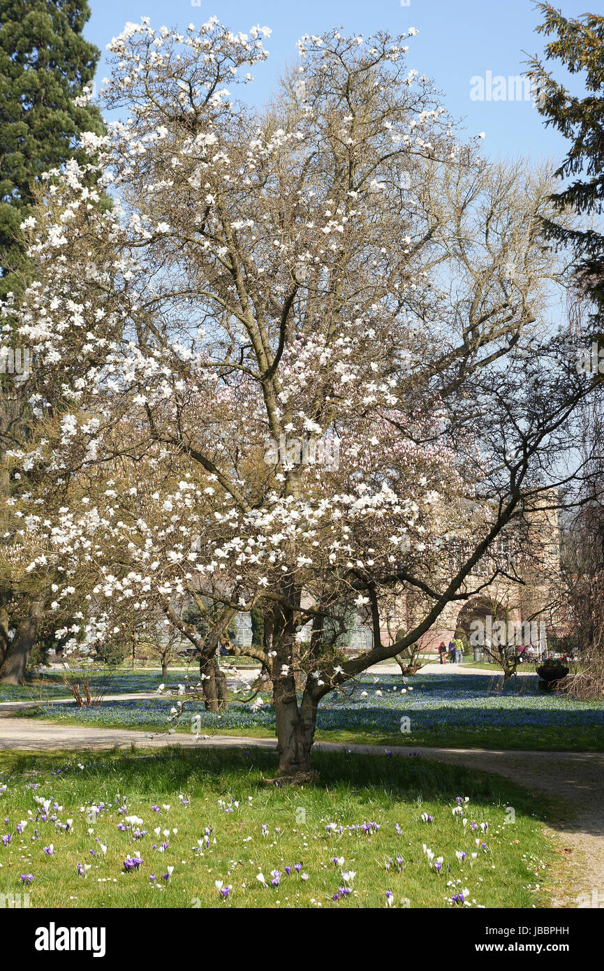 flowering magnolia tree Stock Photo