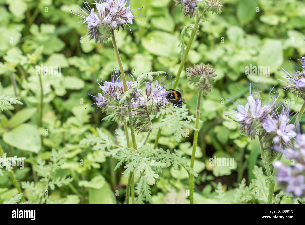 bumblebee closeu bumble bee on Phacelia tanacetifolia honey plant for