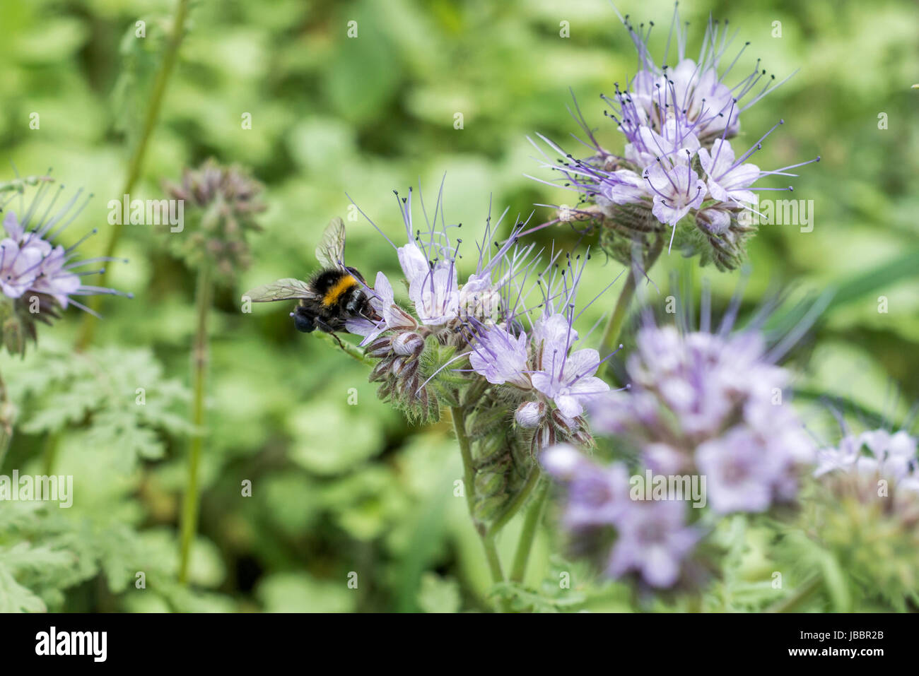 bumblebee closeu bumble bee on Phacelia tanacetifolia honey plant for
