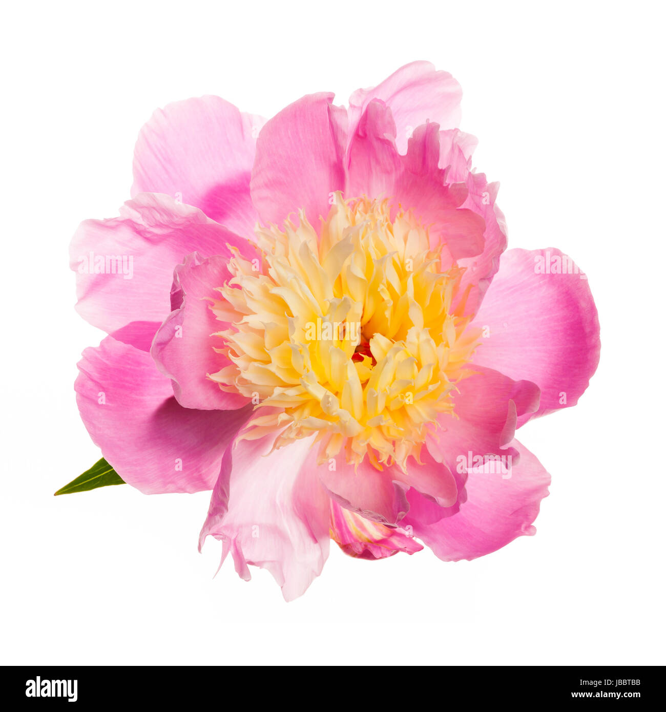 Pink and yellow peony flower isolated on white background Stock Photo