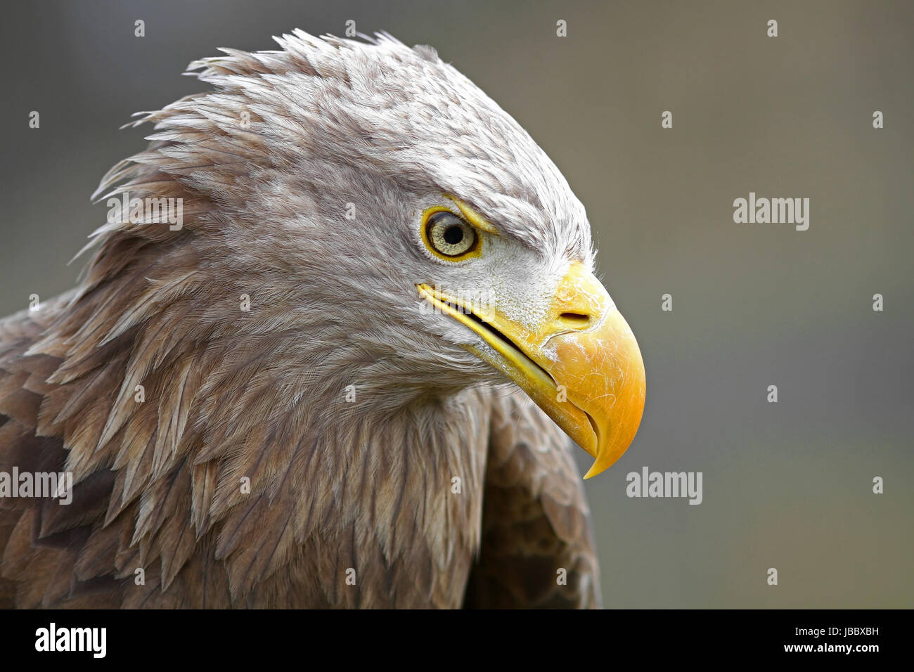eagle raptor Stock Photo