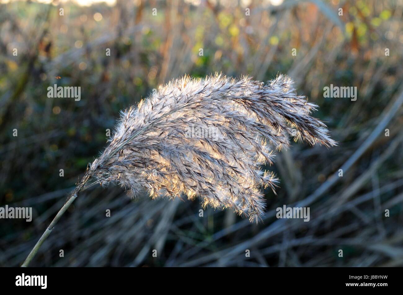 common reed Phragmites australis seed head close up back lit Stock Photo