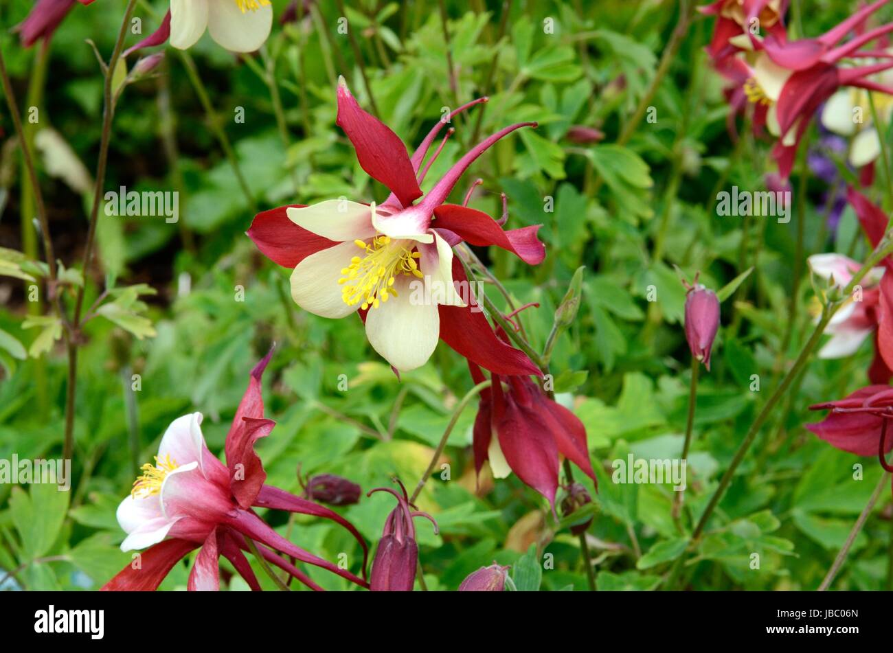 Aquilegia Red hobbit Columbine flowers growing in a country garden Stock Photo