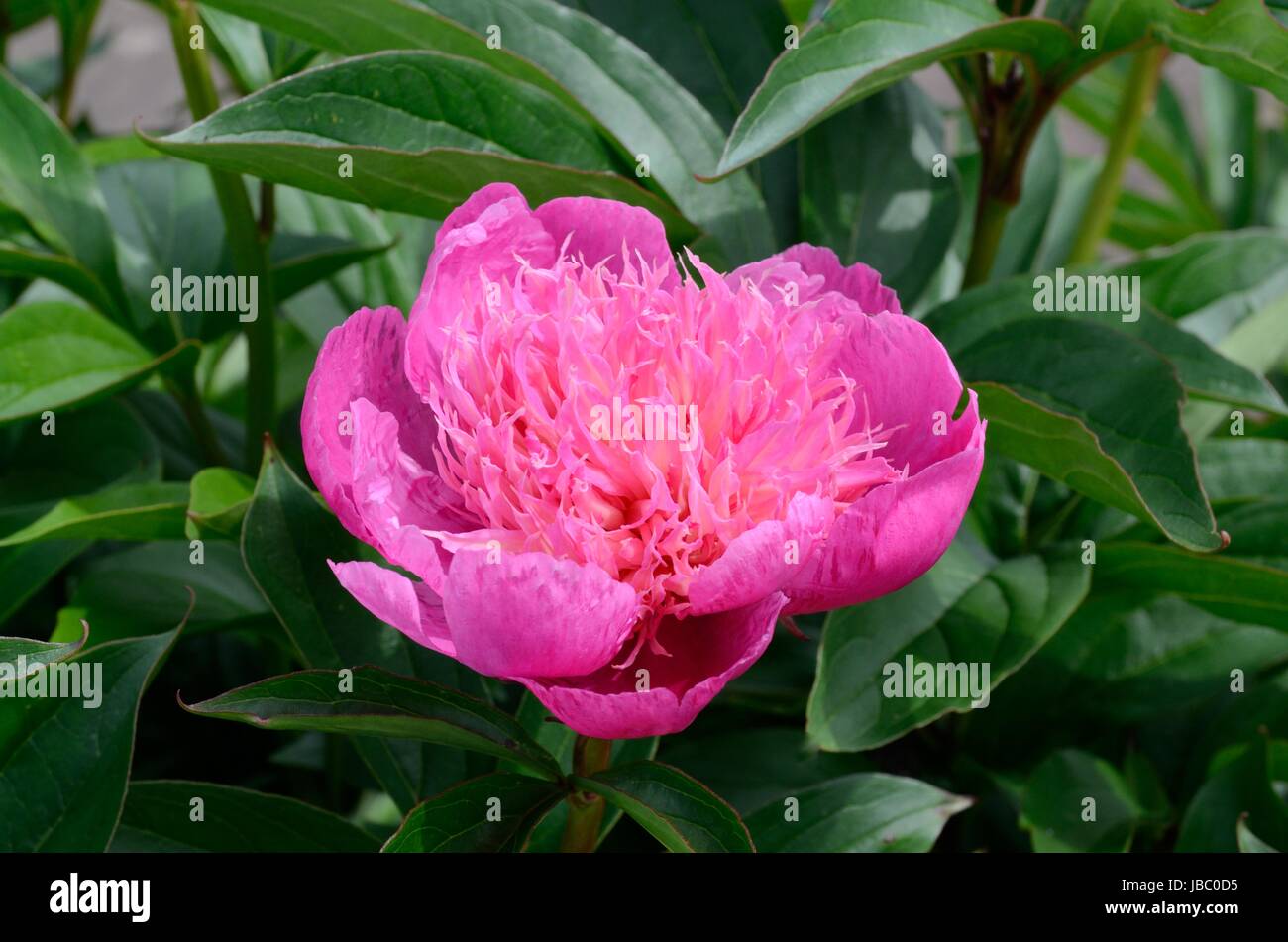 Paeonia lactiflora keways majetic majestic pink scented peony flower Stock Photo
