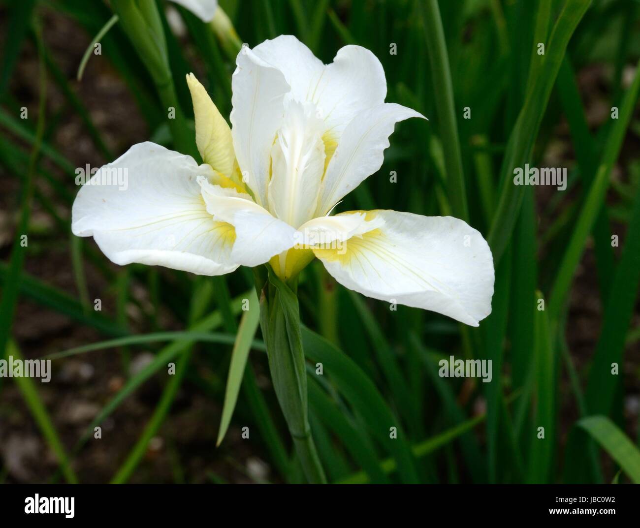 Iris white swirl Siberian iris iris sibirica white flower Stock Photo