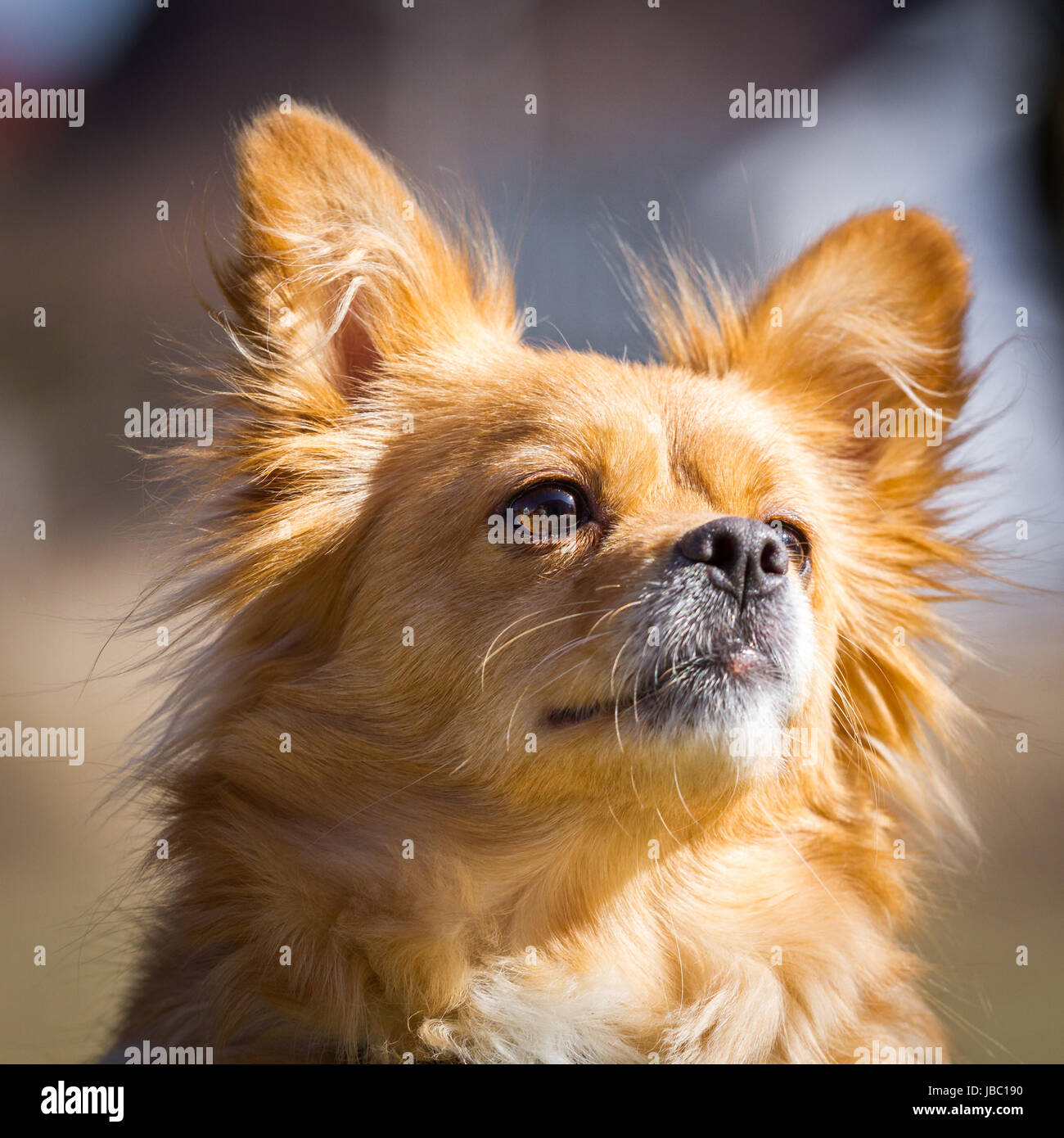 Ein Kleiner Hund schaut sehr aufmerksam mit stehenden Ohren leicht nach  oben. Hunde Portrait im Sonnenschein Stock Photo - Alamy