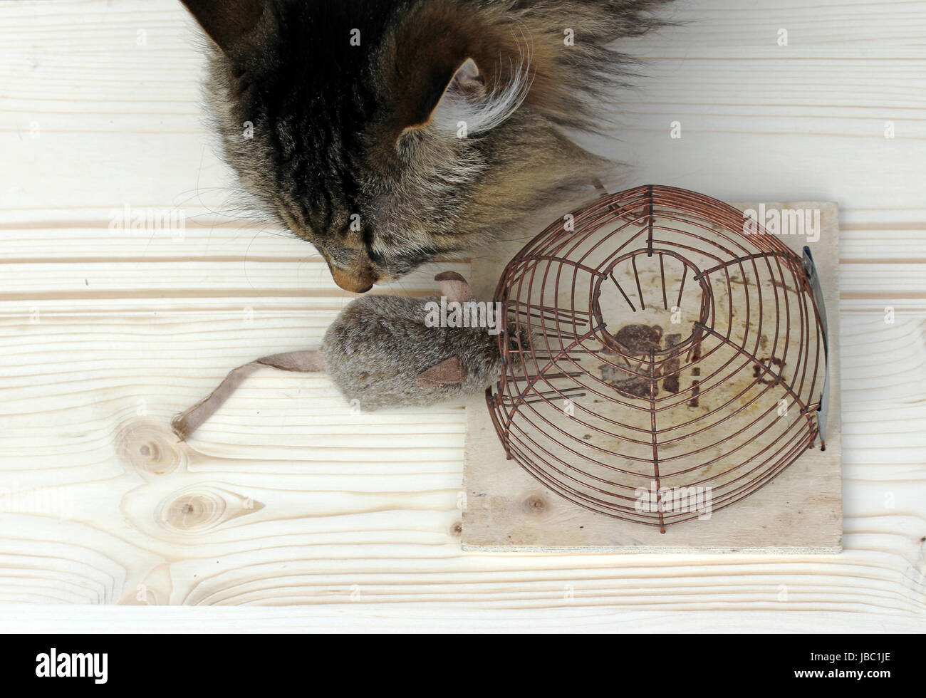 animal mammal Stock Photo