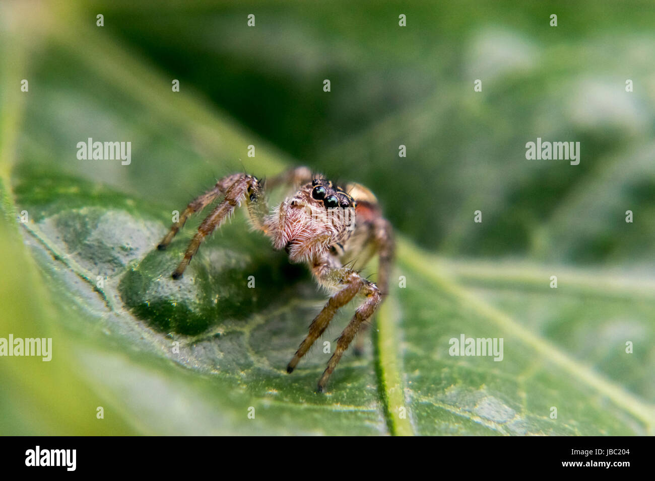 Jumping spider walking on a tree leaf Stock Photo - Alamy
