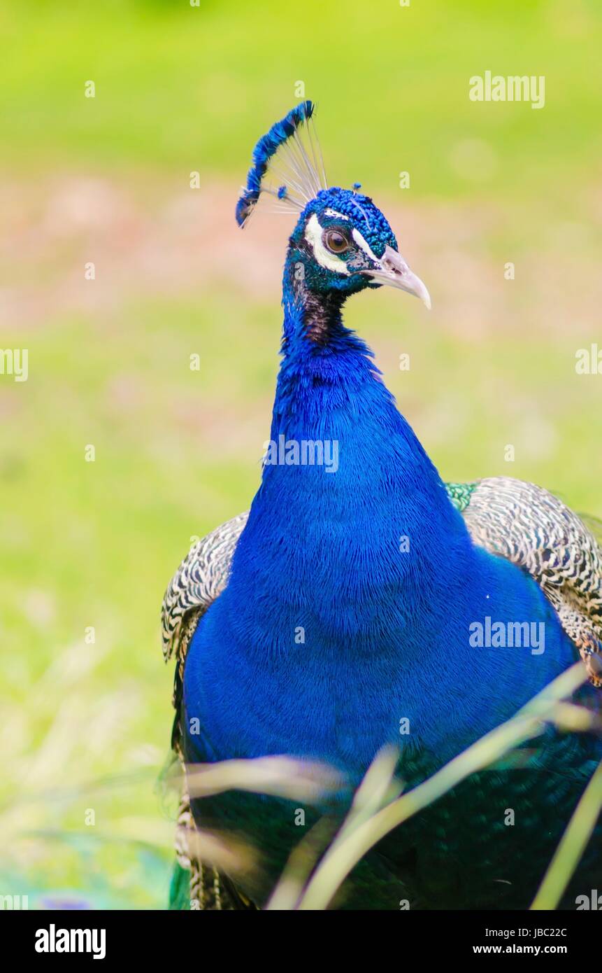 A profile view of a male peacock. Male peafowls are distinct for their bright metalic blue crown, the fan shaped crest on the head and the elongated upper tail covets on their train made up of eye spot feathers. Stock Photo