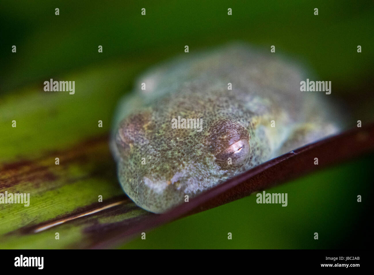 Tiny frog resting on a leaf while sleeping Stock Photo