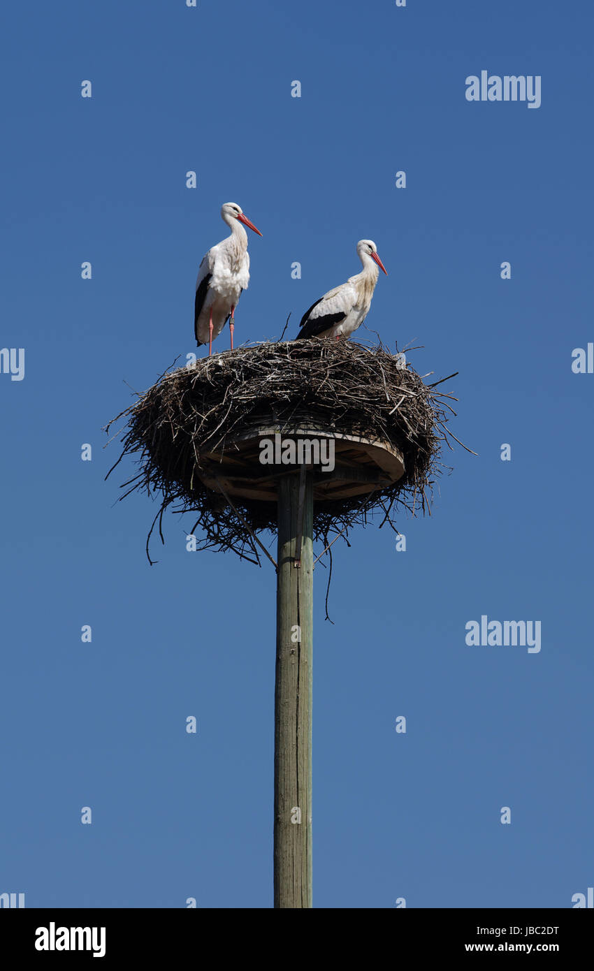 Geburt Storch High Resolution Stock Photography and Images - Alamy